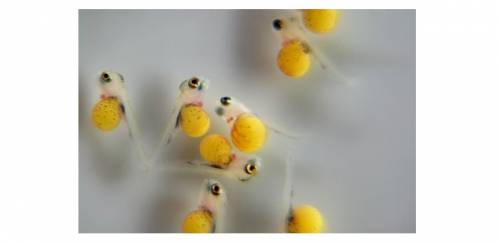 GenoMar inicia obras de centro para genética de tilápia em Tocantins