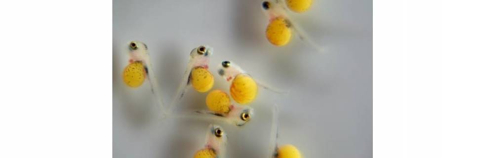 GenoMar inicia obras de centro para genética de tilápia em Tocantins