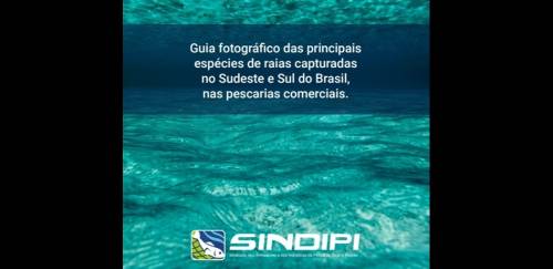 Guia das principais espécies de raias capturadas no SE e Sul do Brasil Guia das principais espécies de raias capturadas no SE e Sul do Brasil