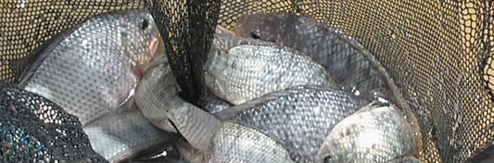 >IFC: Debates sobre diversos temas com mais de 40 especialistas IFC: Debates sobre diversos temas com mais de 40 especialistas