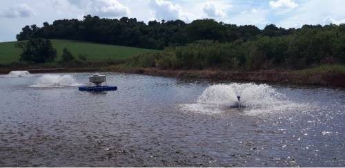 Incentivos à produção de peixes, o quê fazer?