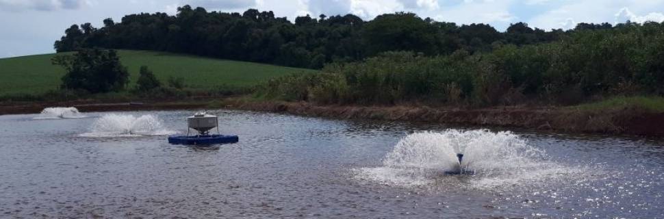 Incentivos à produção de peixes, o quê fazer?