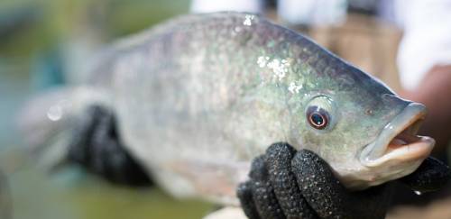 IV Encontro Noruega-Brasil aborda potencial brasileiro e tecnologias