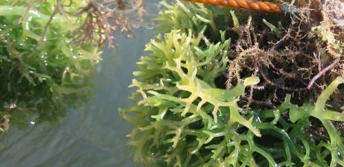 Liberado cultivo de macroalga comercial em SC