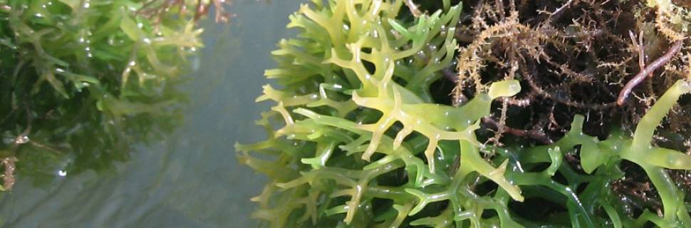 Liberado cultivo de macroalga comercial em SC