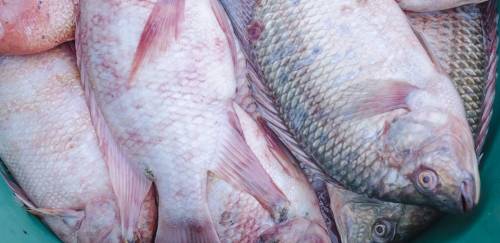 SAP anuncia incentivo para tirar seguro aquícola do papel SAP anuncia incentivo para tirar seguro aquícola do papel