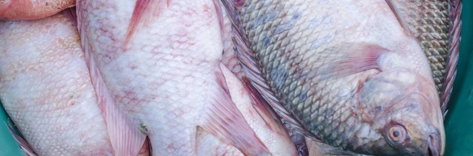 SAP anuncia incentivo para tirar seguro aquícola do papel