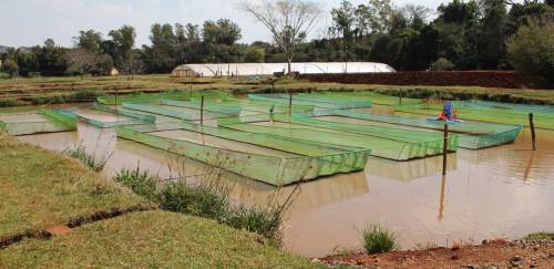 Mapa fará evento para explicar subvenção de 40% do seguro aquícola Mapa fará evento para explicar subvenção de 40% do seguro aquícola