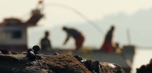 Maricultura: projetos milionários se destacam na BA e no RJ