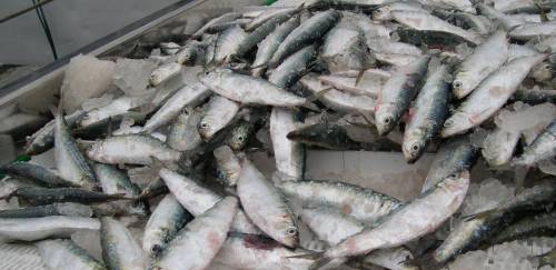 Mudanças em defeso e permissão de Pesca da sardinha-verdadeira