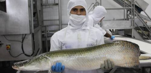 Nativos vão engrenar? Nativos vão engrenar?