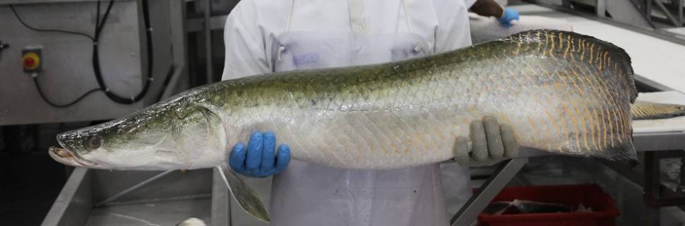 Nativos vão engrenar?