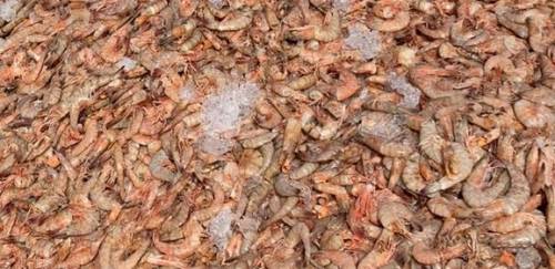 Novo caso de descarte de pescado em lixão provoca indignação nas redes