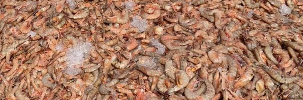 Novo caso de descarte de pescado em lixão provoca indignação nas redes