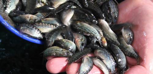 Novo decreto facilitará produção aquícola em Águas da União