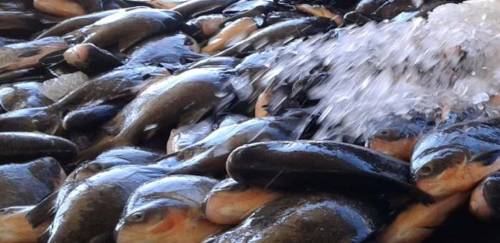 O grande dilema da biodiversidade