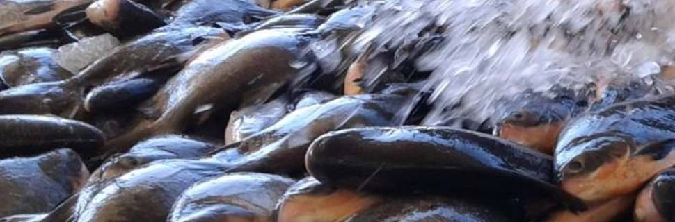 O grande dilema da biodiversidade