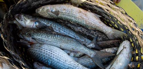 O rumo certo das cotas com base científica para pesca da tainha O rumo certo das cotas com base científica para pesca da tainha
