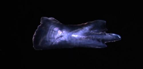 Otólitos: a caixa-preta dos peixes