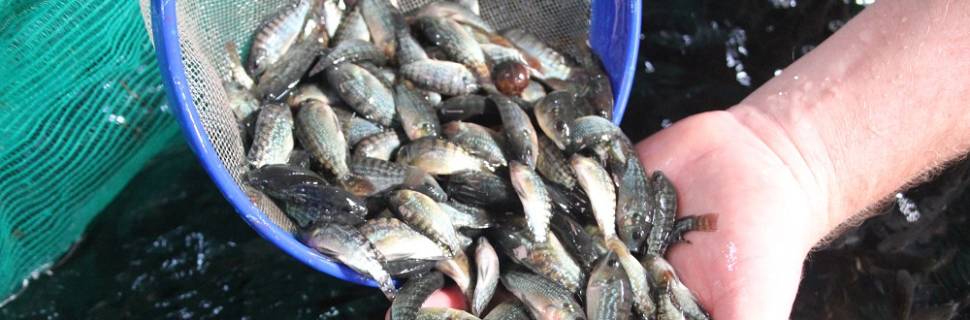 PPM/IBGE mostra produção da piscicultura inferior ao Anuário PeixeBR19