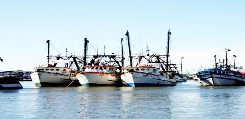 PREPS: um instrumento de gestão pesqueira? 