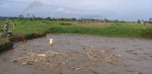 Projeto quer fornecer pirarucu o ano inteiro no mercado nacional Projeto quer fornecer pirarucu o ano inteiro no mercado nacional