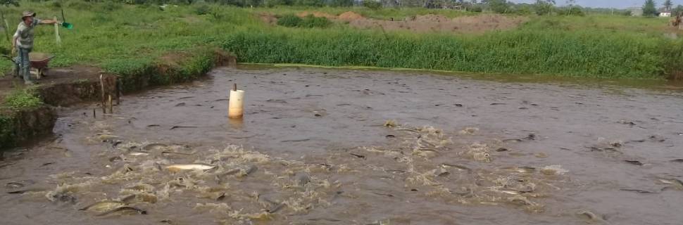 Projeto quer fornecer pirarucu o ano inteiro no mercado nacional