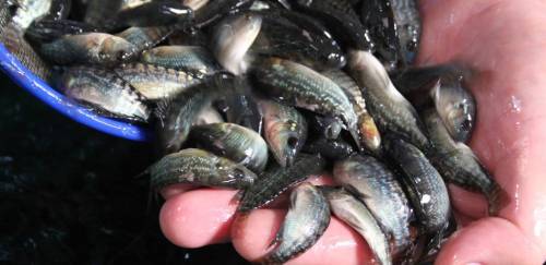 Projeto quer suspender Decreto que facilitaria uso das Águas da União 