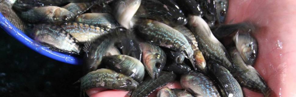 Projeto quer suspender Decreto que facilitaria uso das Águas da União 