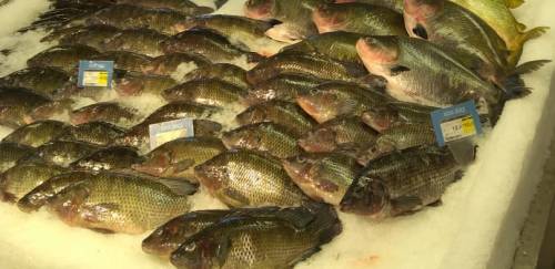 R$ 6,8 bilhões é o potencial de consumo de pescado fresco no Brasil