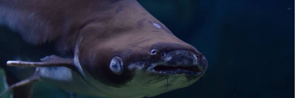 >Ração para pangaBR reforça aposta da indústria de insumos na espécie Ração para pangaBR reforça aposta da indústria de insumos na espécie