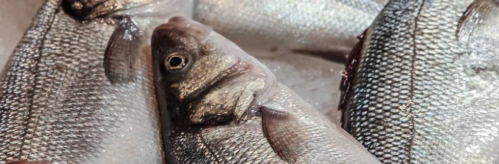 Rastreabilidade de pescado é desafio para a alimentação fora do lar 