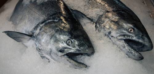 Refrigeração e nutrição