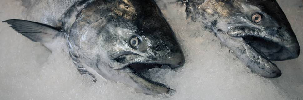 Refrigeração e nutrição