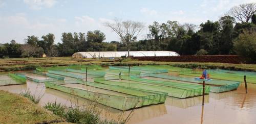 Retrospectiva 2019: Aquicultura Nacional