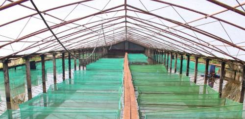 Retrospectiva 2020: Aquicultura