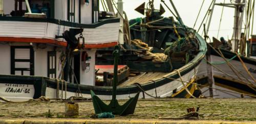 Safra da tainha segue proibida e governo entra com recurso 