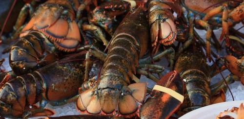 SAP treina comunidade lagosteira para usar mapa de bordo digital