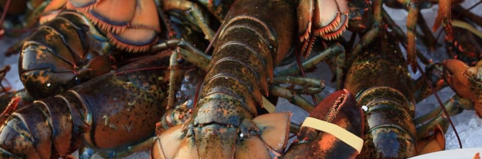 SAP treina comunidade lagosteira para usar mapa de bordo digital