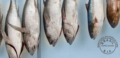 Sif ou não Sif, eis a questão