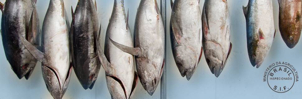 Sif ou não Sif, eis a questão