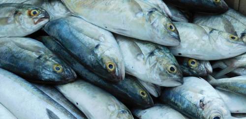 SisSardinha é lançado; Mais 5 terminais pesqueiros no PPI