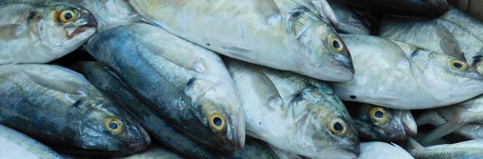 SisSardinha é lançado; Mais 5 terminais pesqueiros no PPI