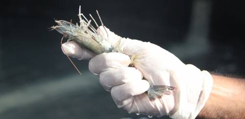 TCP apresenta resultados aplicados à carcinicultura