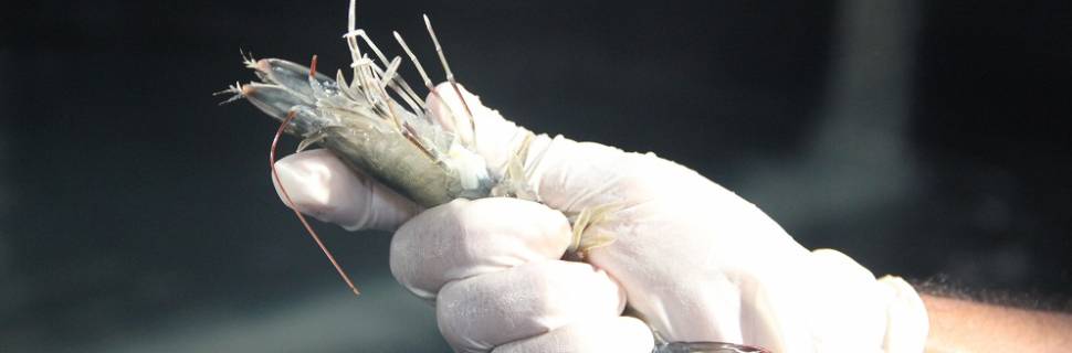 >TCP apresenta resultados aplicados à carcinicultura TCP apresenta resultados aplicados à carcinicultura