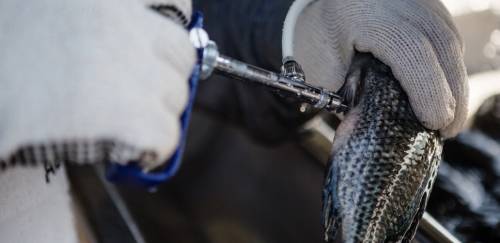 Tilapicultura cresce com sanidade e adoção de novas tecnologias