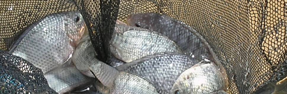 Tilapicultura no Castanhão ganha impulso com águas do São Francisco