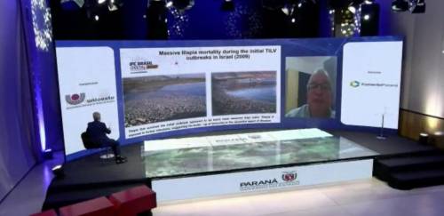 Vilões da tilapicultura mundial entre os destaques no 3º dia do IFC