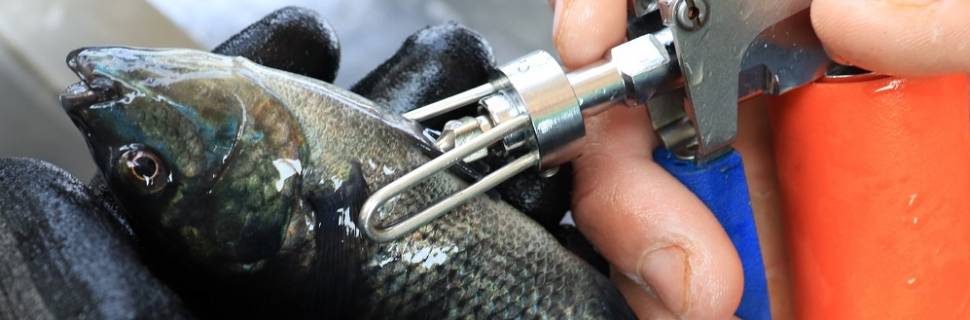 Zoetis entra na aquicultura nacional com vacina para tilápia