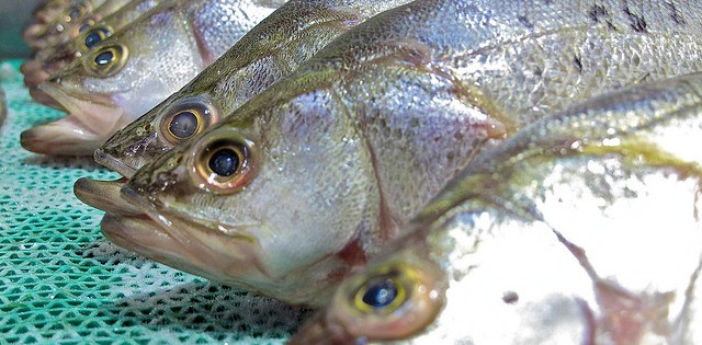 Como escolher melhor peixes frescos pra consumo
